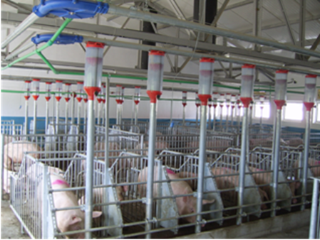 Works at pigs sector at the didactic base the University of Agricultural Sciences and Veterinary Medicine - Cojocna